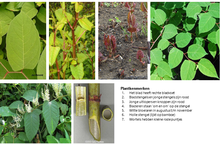 afbeelding binnen de regeling