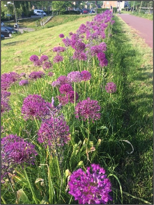 afbeelding binnen de regeling