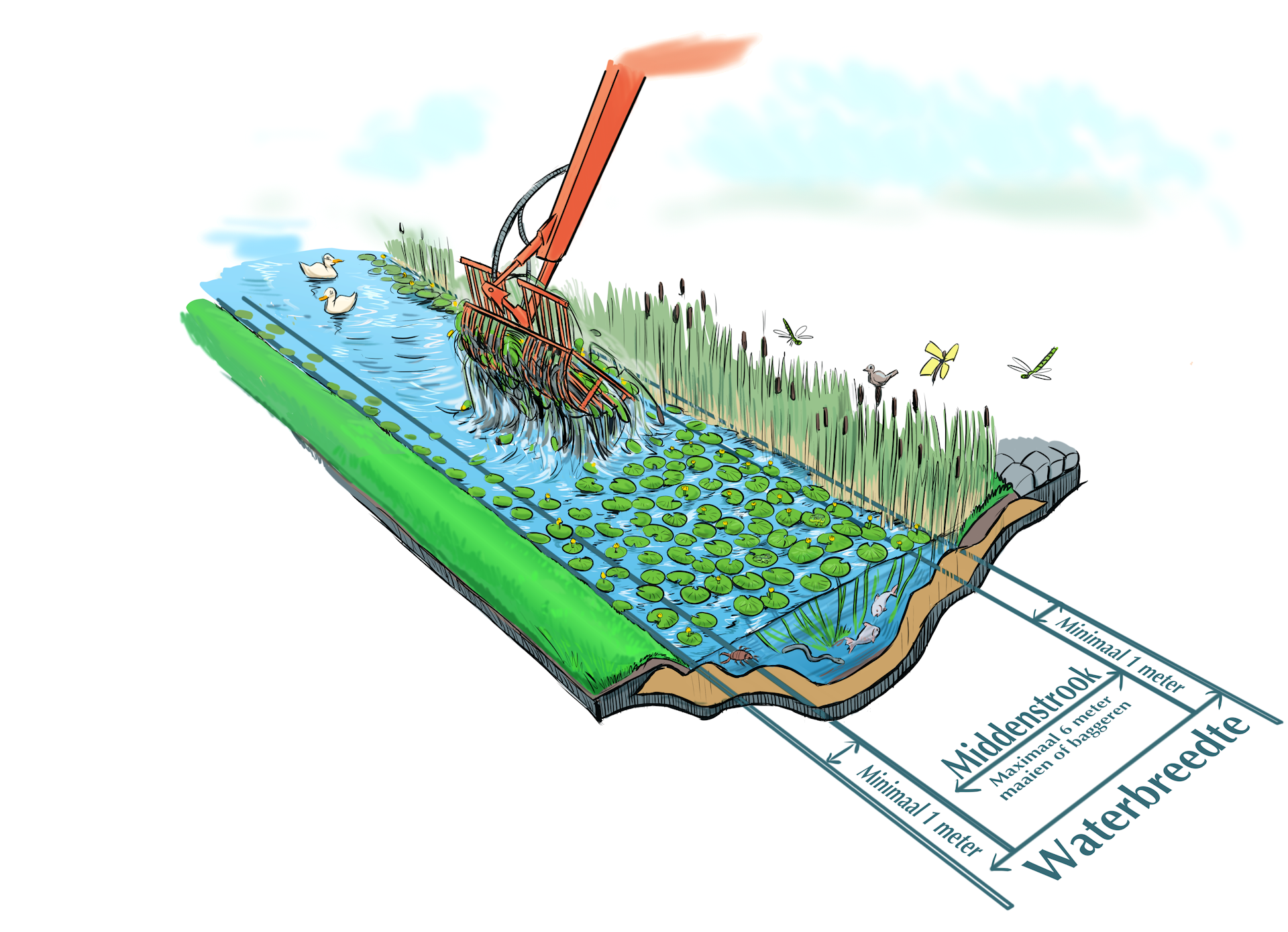 waterschapsverordening - waterbreedte seizoensonderhoud riet enkele zijde
