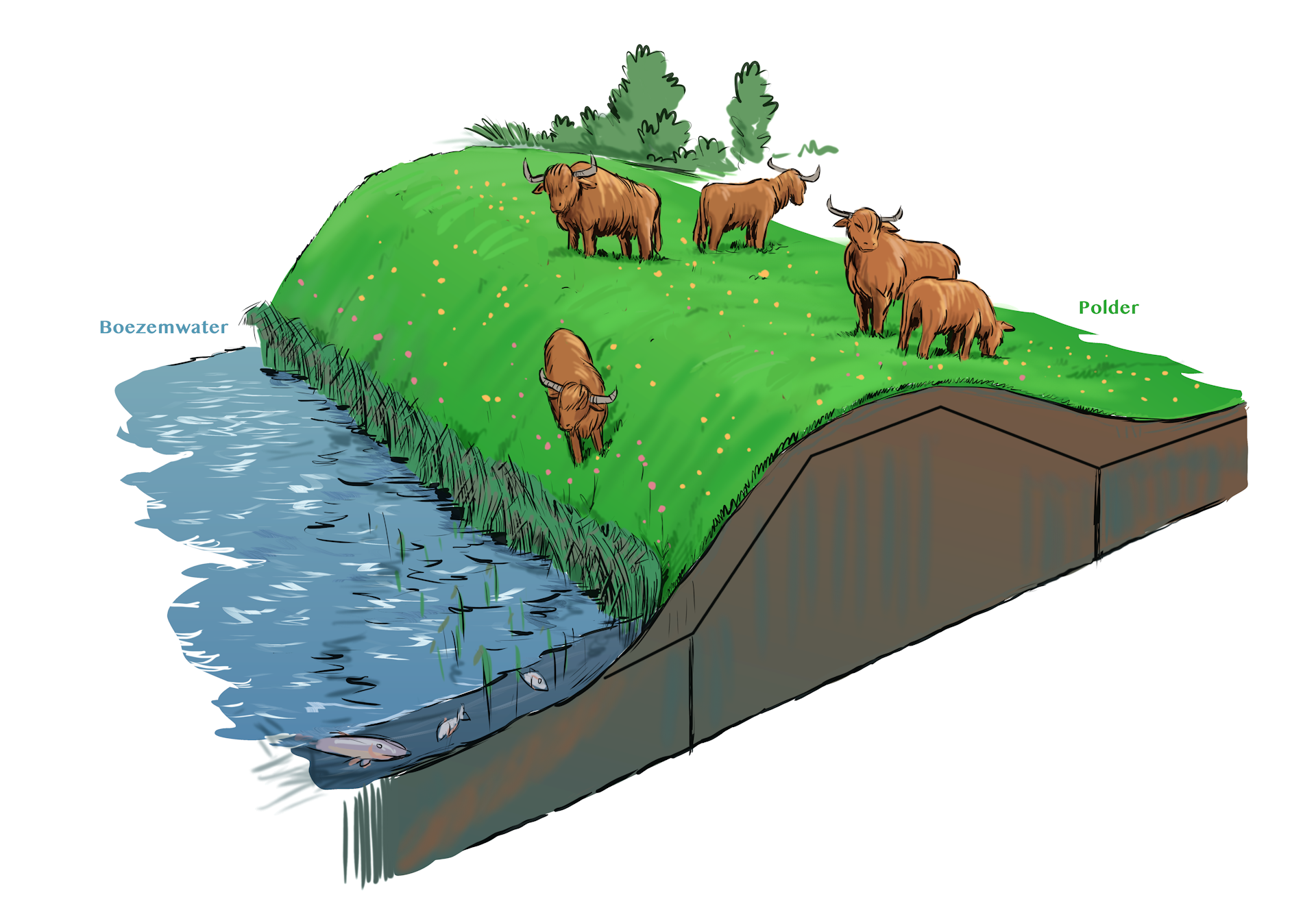 waterschapsverordening - waterkering, dieren houden, boezemwater (waterkering in hoge gronden)