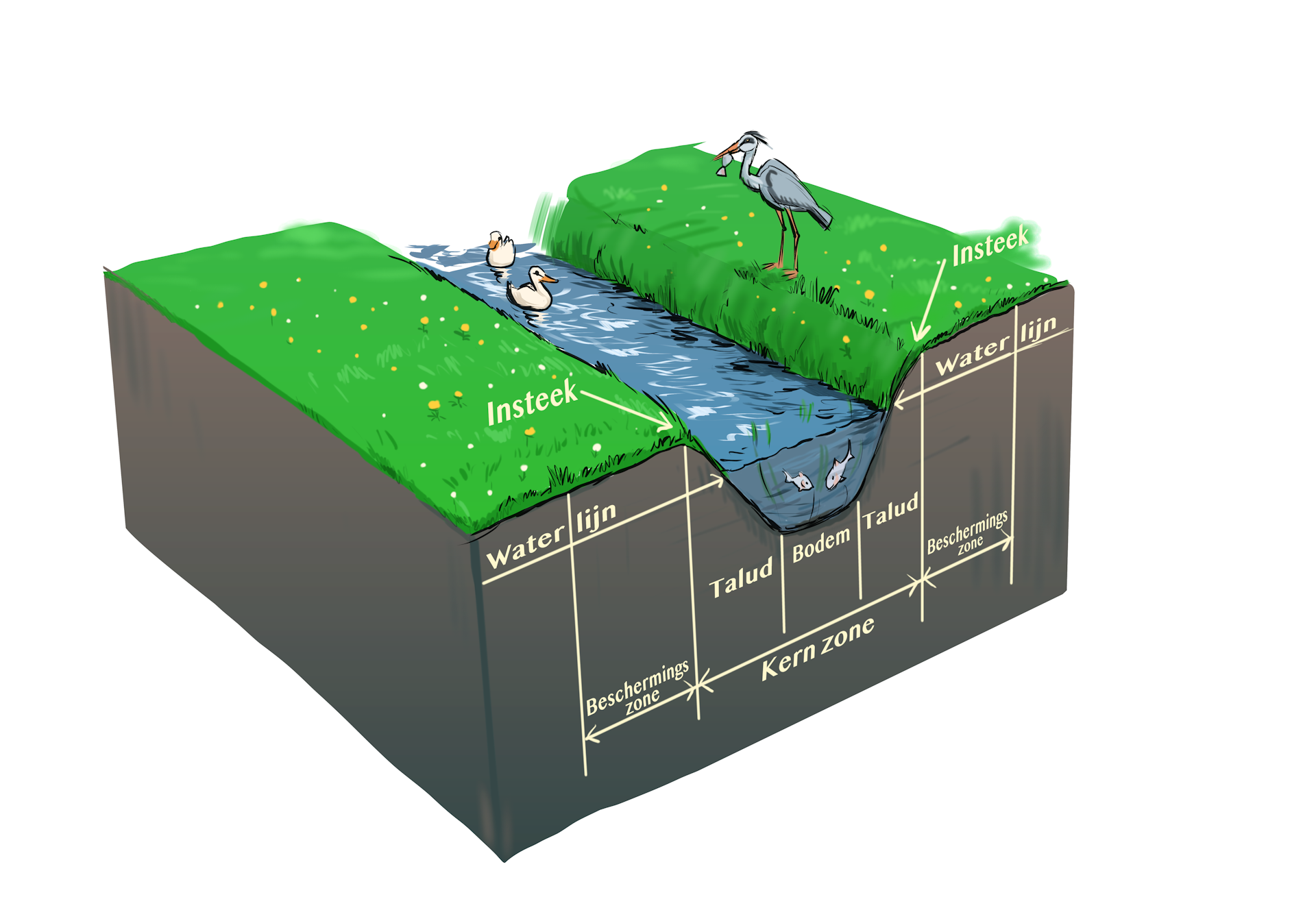 waterschapsverordening - illustratie insteek, talud, waterlijn, bodem, kernzone