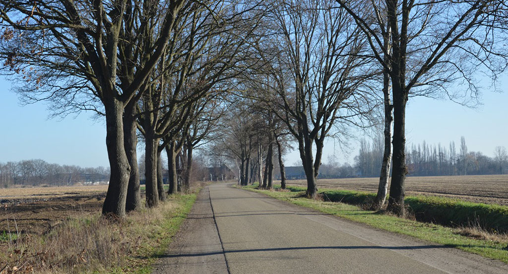 We passen bestaande hoofdgroenstructuur zoveel mogelijk in.