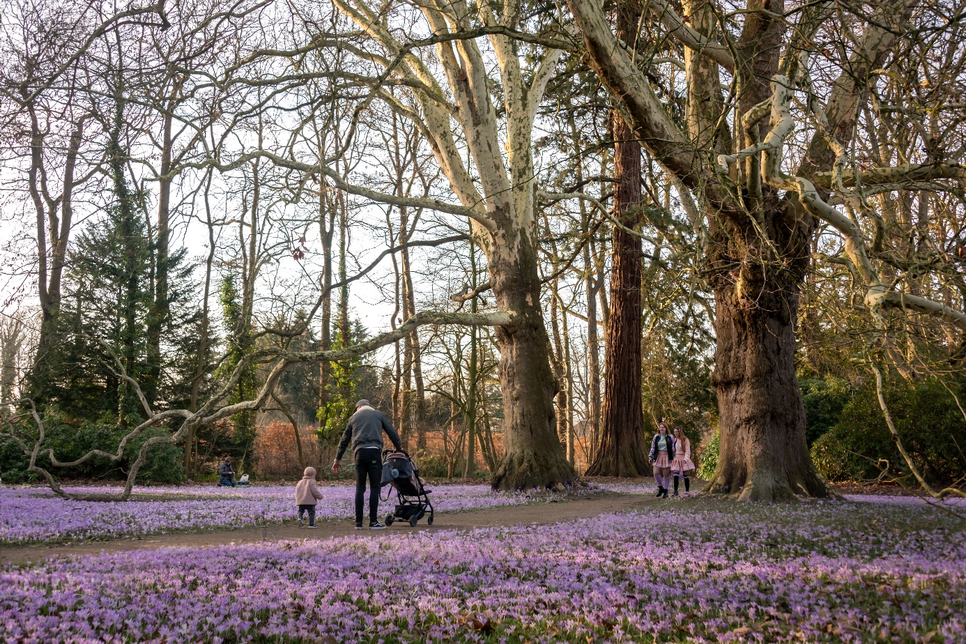 Afbeelding met boom, buitenshuis, plant, prairiegentiaan&#10;&#10;Automatisch gegenereerde beschrijving