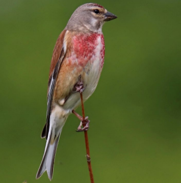 A bird standing on a stick&#10;&#10;Description automatically generated