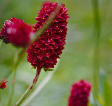 A close-up of a flower&#10;&#10;Description automatically generated