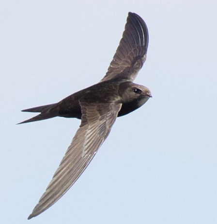 A bird flying in the sky&#10;&#10;Description automatically generated