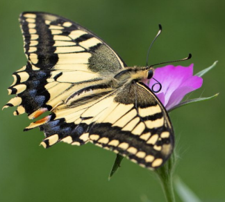 A butterfly on a flower&#10;&#10;Description automatically generated