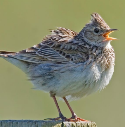 A bird standing on a post&#10;&#10;Description automatically generated