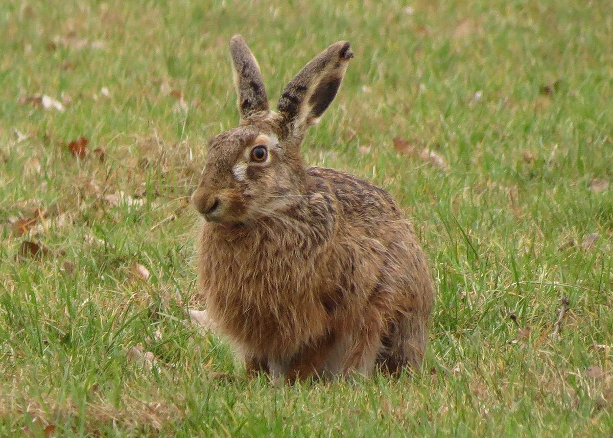 A rabbit sitting in the grass&#10;&#10;Description automatically generated