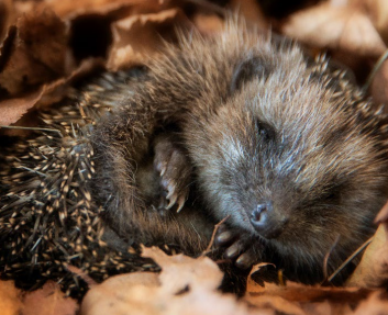 A hedgehog curled up in leaves&#10;&#10;Description automatically generated