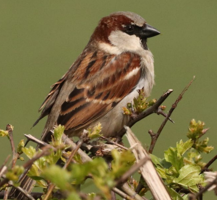 A bird sitting on a branch&#10;&#10;Description automatically generated