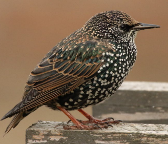 A bird standing on a wood post&#10;&#10;Description automatically generated