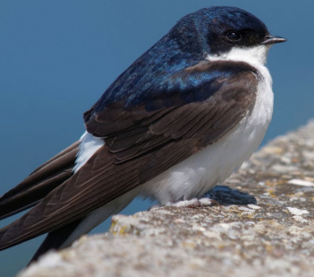 A bird standing on a rock&#10;&#10;Description automatically generated