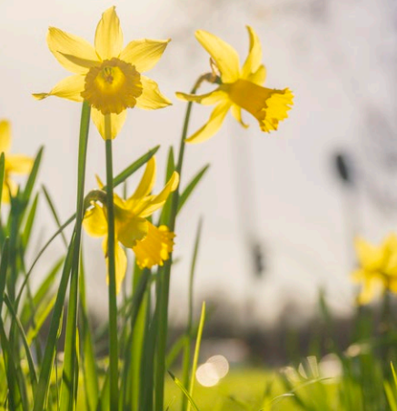 Yellow flowers in a field&#10;&#10;Description automatically generated