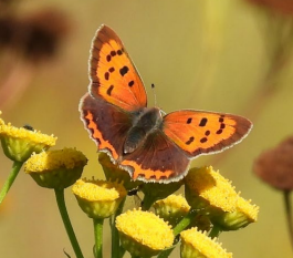 A butterfly on a flower&#10;&#10;Description automatically generated