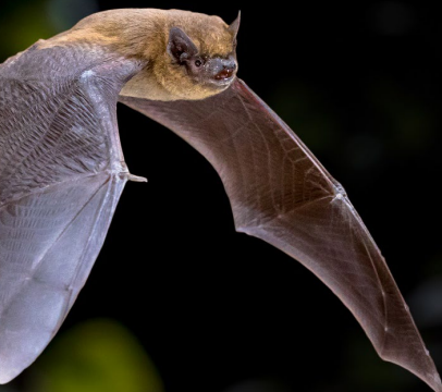 A bat flying in the air&#10;&#10;Description automatically generated