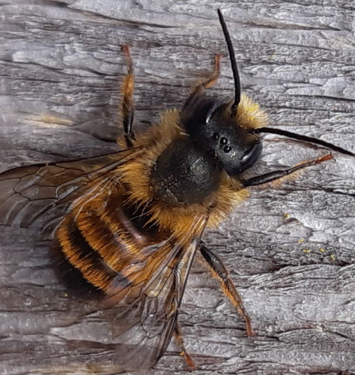 A close up of a bee&#10;&#10;Description automatically generated