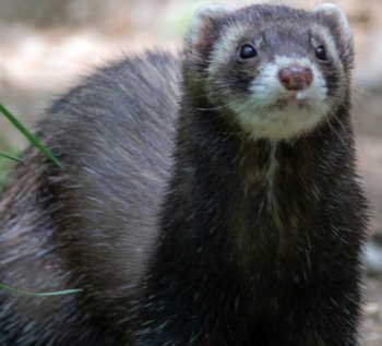 A ferret standing in the grass&#10;&#10;Description automatically generated
