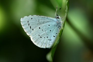 A close-up of a butterfly&#10;&#10;Description automatically generated