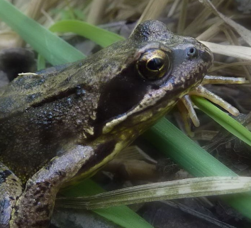 A frog on the grass&#10;&#10;Description automatically generated