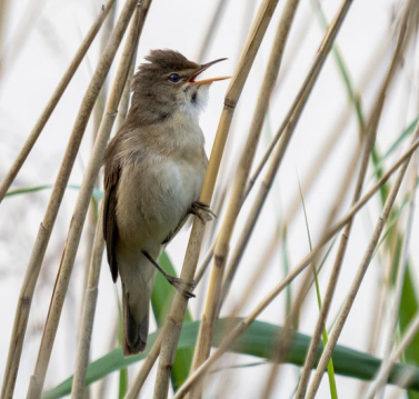 A bird on a branch&#10;&#10;Description automatically generated
