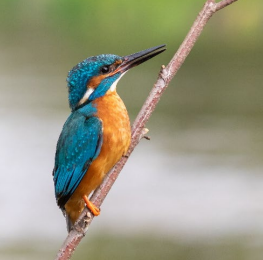 A bird on a branch&#10;&#10;Description automatically generated