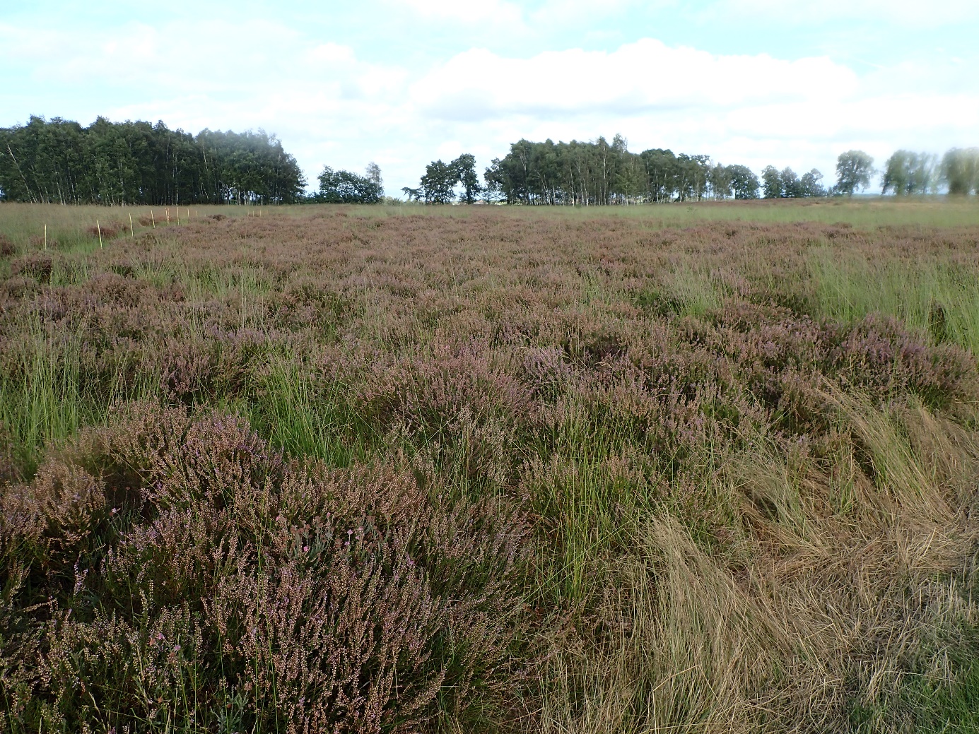 image009.jpg