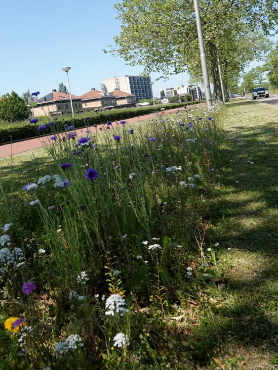 afbeelding binnen de regeling