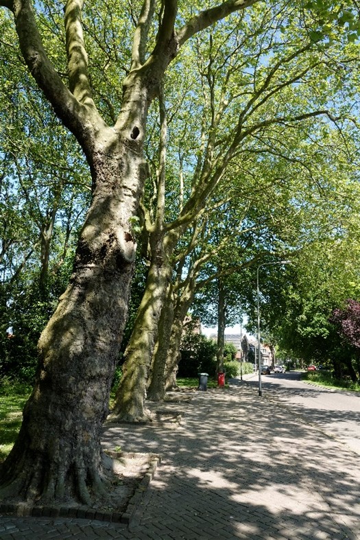 afbeelding binnen de regeling