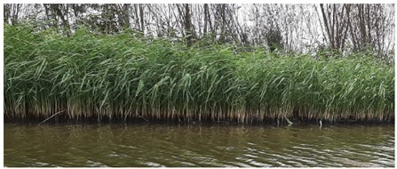 afbeelding binnen de regeling