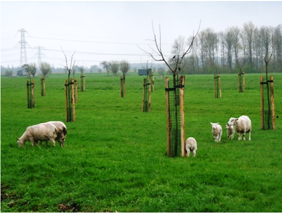 afbeelding binnen de regeling