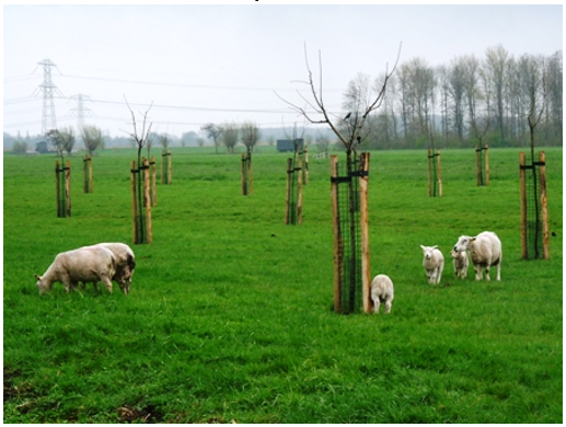 afbeelding binnen de regeling
