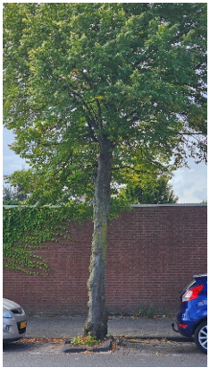 afbeelding binnen de regeling