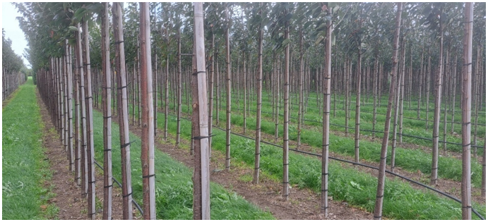 afbeelding binnen de regeling