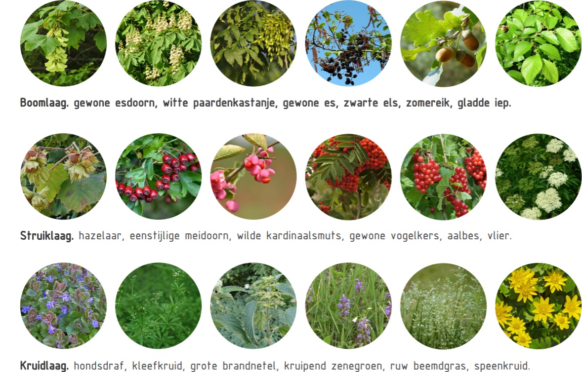 afbeelding binnen de regeling