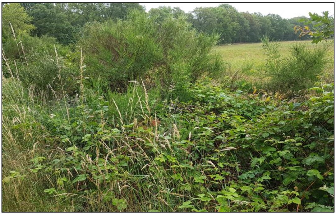 afbeelding binnen de regeling