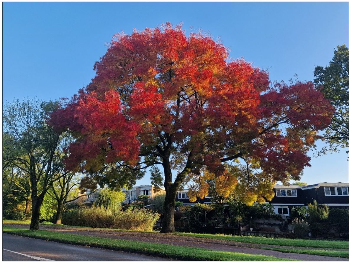 afbeelding binnen de regeling