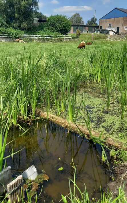 afbeelding binnen de regeling