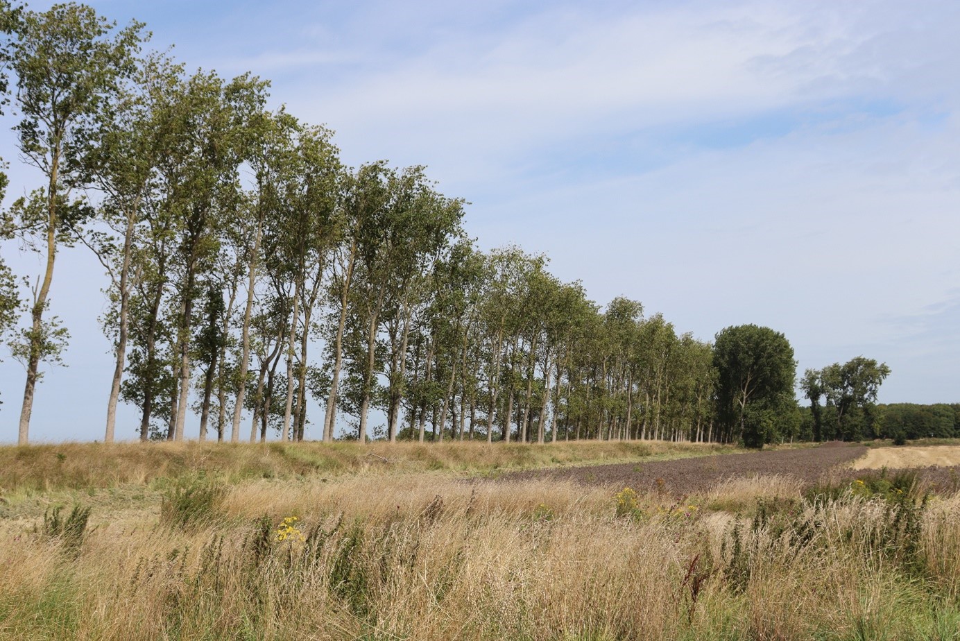 afbeelding binnen de regeling