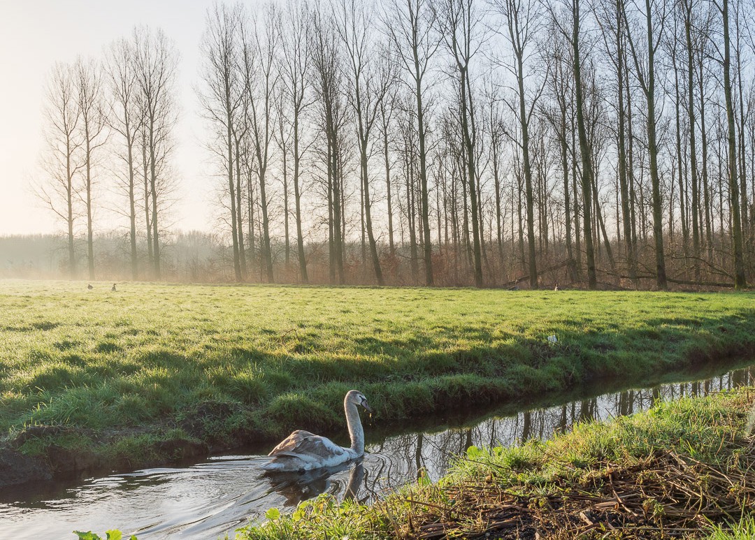 afbeelding binnen de regeling