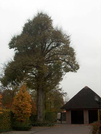 afbeelding binnen de regeling