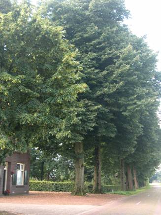 afbeelding binnen de regeling