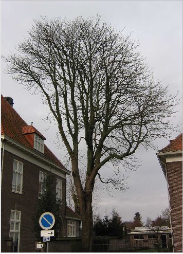 afbeelding binnen de regeling